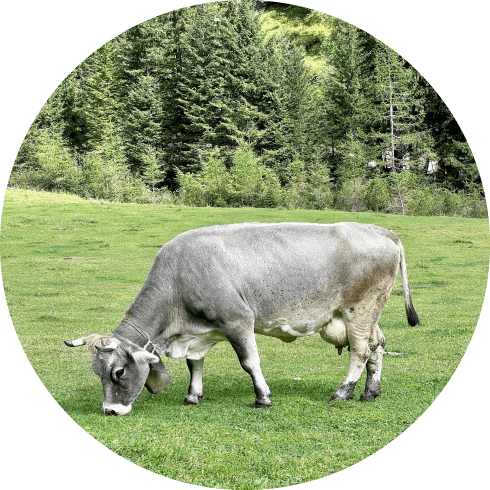 picture of a cow
